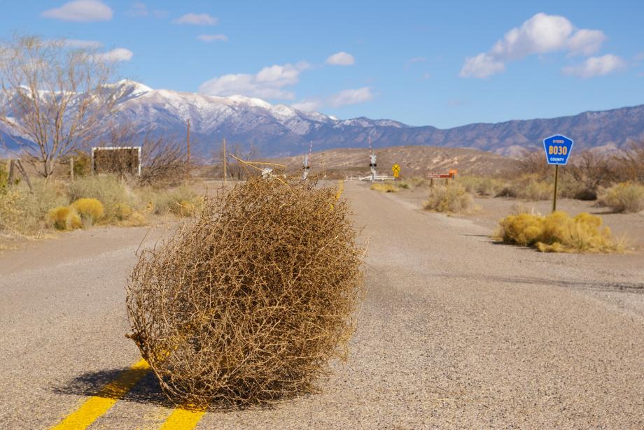 Tumbleweed 