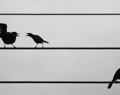 Birds on a wire by TarikB