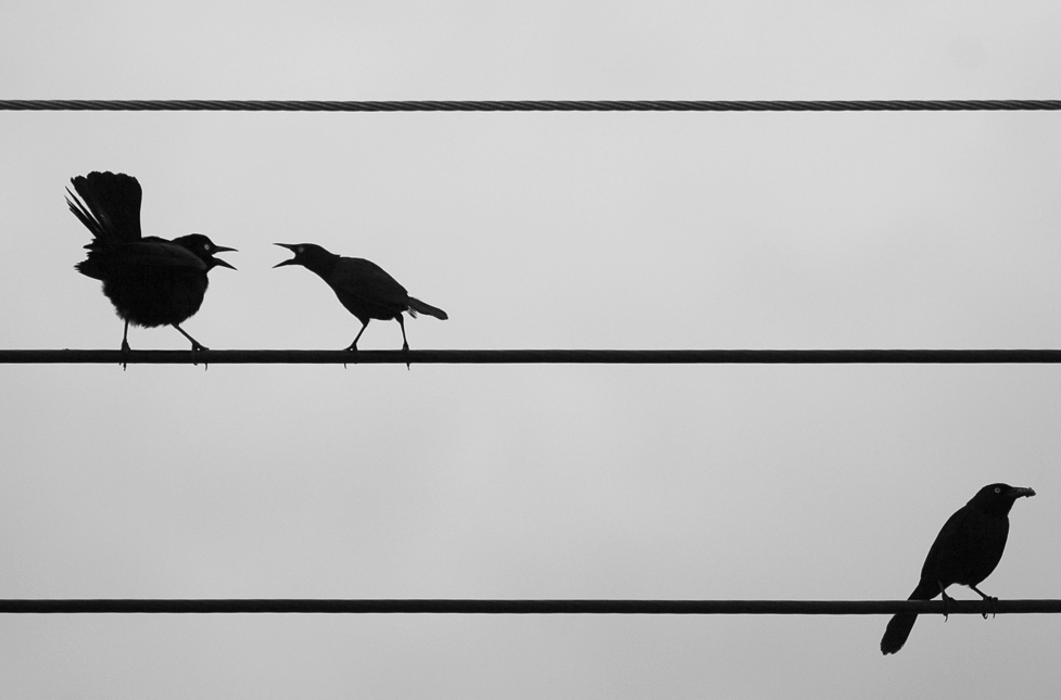 Birds on a wire by TarikB