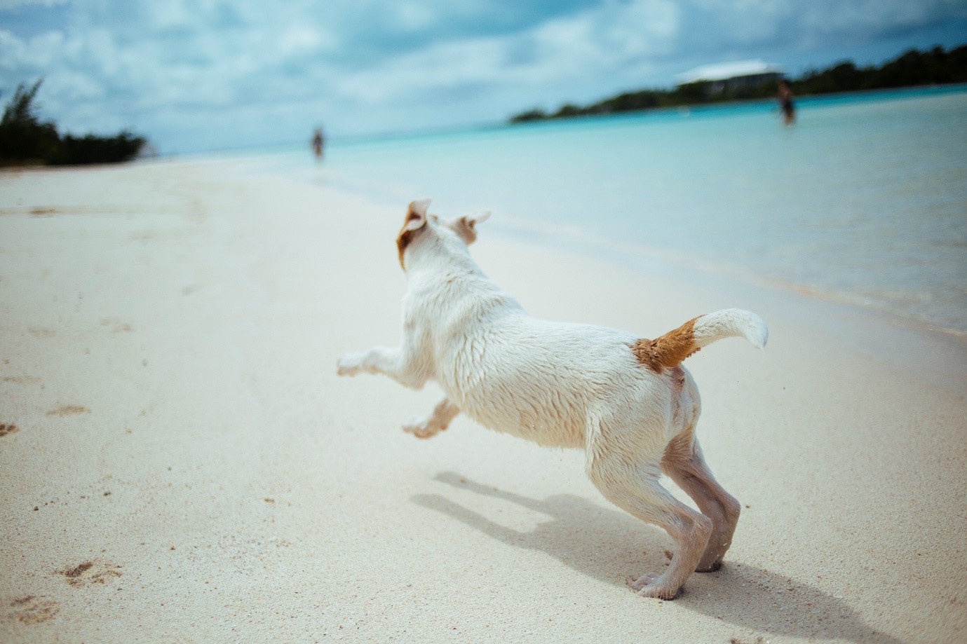 How to take good photos – dog runs, with beach in background