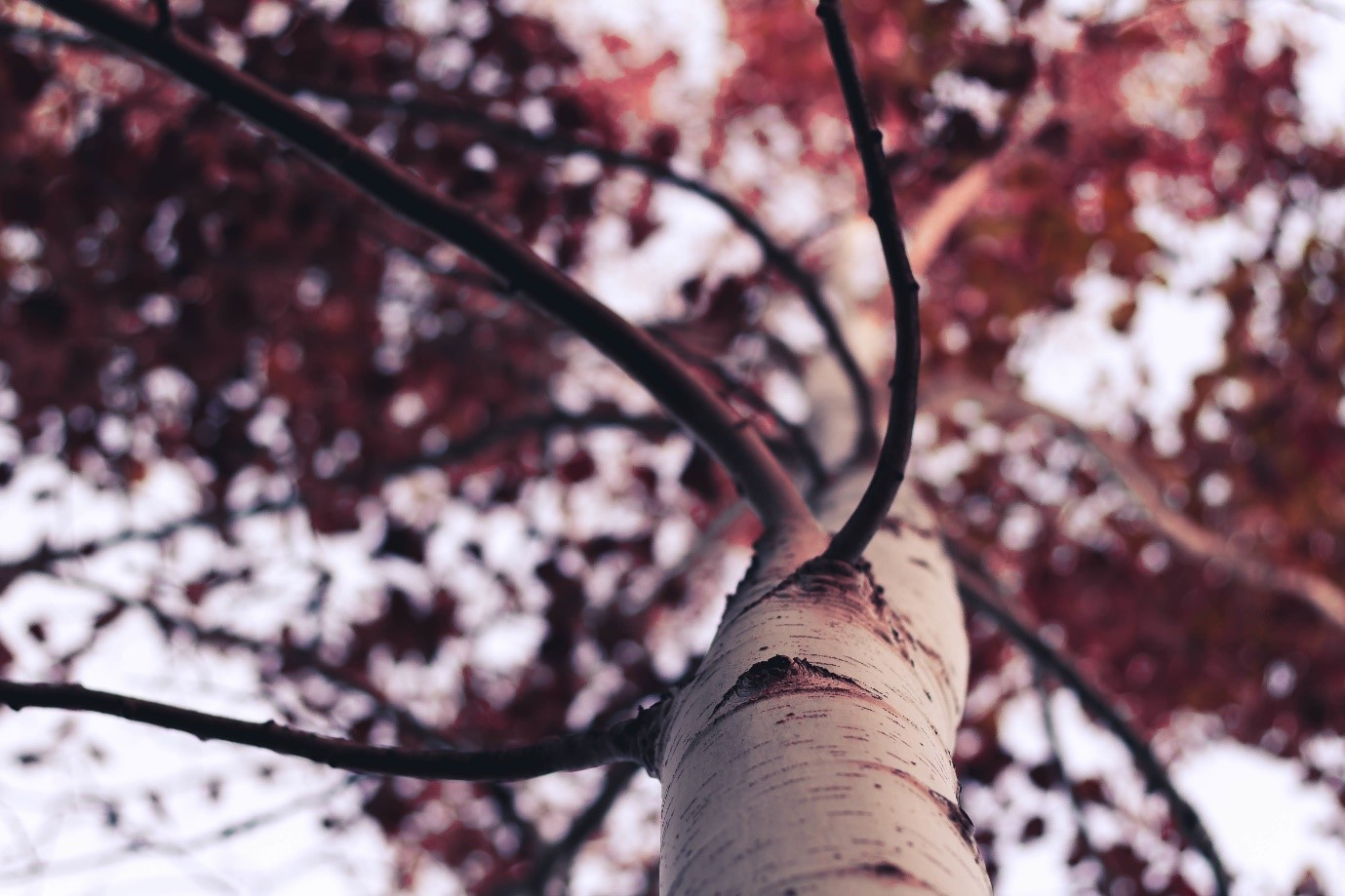 How to take good photos – photo of tree taken from below